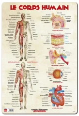 FRANCOSKI IZOBRAŽEVALNI LIST LE CORPS HUMAIN