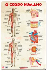PORTUGALSKI DIDAKTIČNI LIST ALI ČLOVEŠKO TELO