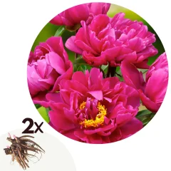 Potonika - 2 kos - Paeonia 'Karl Rosenfield' - Korenike - Roza