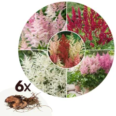 Vrtna kresnica - 6 kos - Astilbe - Korenike