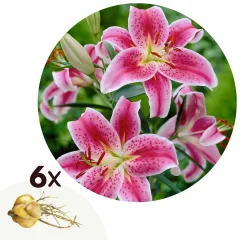 Lilija - 6 kos - Lilium orientalis 'Stargazer' - Korenike - Roza