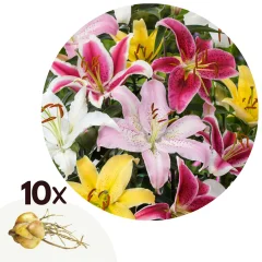 Lilija - 10 kos - Lilium orientalis - Korenike