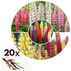 Volčji bob - 20 kos - Lupinus - Korenike