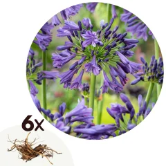 Afriška lilija - 6 kos - Agapanthus africanus - Korenike - Modra