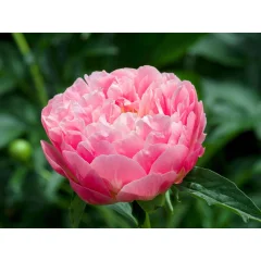 Potonika - 2 kos - Paeonia 'Pink Hawaiian Coral' - Korenike - Roza