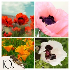 Mak - Set 10 - Papaver orientale - Korenike