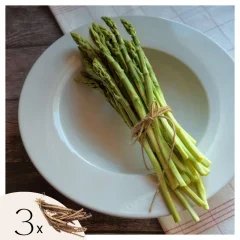 Šparglji - 3 kos - Asparagus 'Gijnlim' - Korenike - Zelena