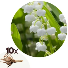 Šmarnica - 10 kos - Convallaria 'Majalis' - Cvetne čebulice - Pamet