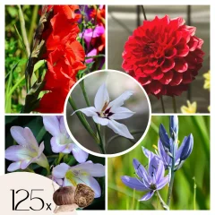 Žarnice iz Nizozemske - 125 kos - Gladiolus, Dahlia, Freesia - Cvetne čebulice