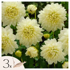 Korenine dalije - 3 kos - Dahlia 'White Perfection' - Cvetne čebulice - Pamet