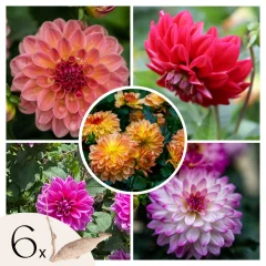 Korenine dalije - 6 kos - Dahlia 'Pacific Mix' - Cvetne čebulice