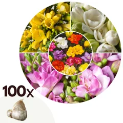 Frezija - 100 kos - Freesia Mix - Cvetne čebulice