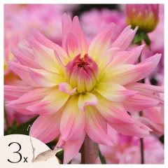 Korenine dalije - 3 kos - Dahlia 'Melody Gipsy' - Cvetne čebulice