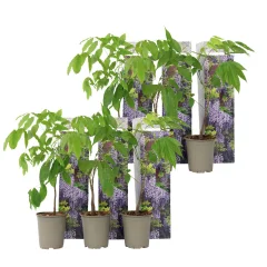 Kitajska visterija - 6 kos - Wisteria sinensis - Višina 25-40cm - ⌀9cm