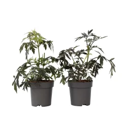 Črni bezeg - 2 kos - Sambucus nigra 'Black Lace' - Višina 25-40cm - ⌀17cm